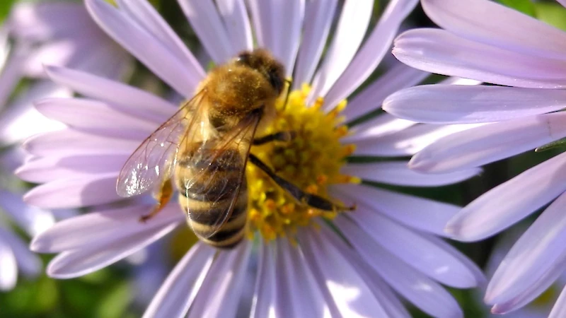Biene sitzt mitten auf einer fliederfarbenen Blüte, Großaufnahme