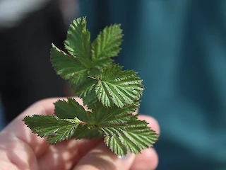 Eine Minze-ähnliche Kräuterpflanze wird von einer Hand gehalten, Großaufnahme