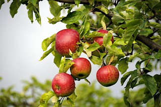Fünf große reife Äpfel hängen an einem Zweig
