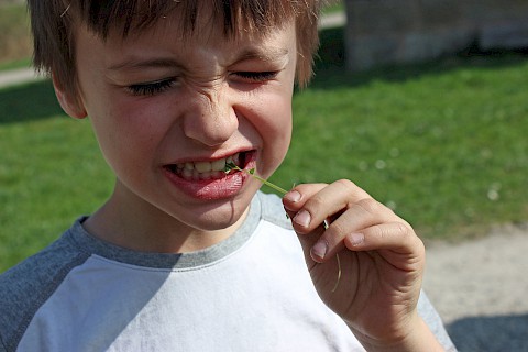 Ein Kind beißt auf einen Kräuterhalm und verzieht das Gesicht