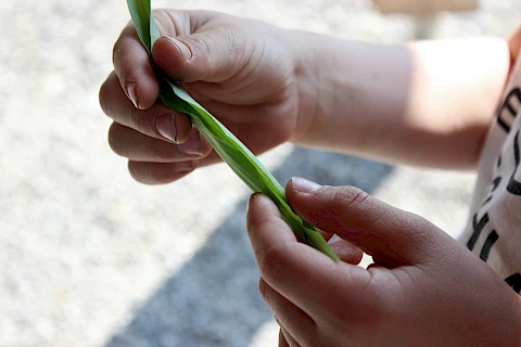 Zwei Kinderhände halten einen breiten Grashalm zwischen Daumen und Zeigefingern.