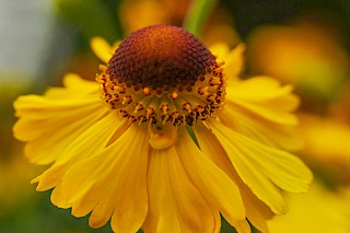 Gelbe Blumenblüte in Großaufnahme