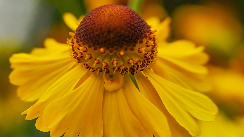 Blumenblüte in Großaufnahme
