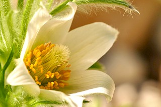 Weiße Blumenblüte in Großaufnahme