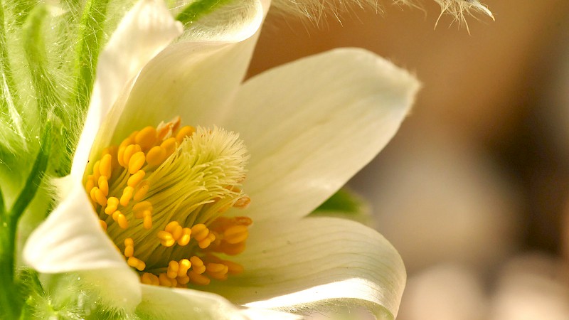 Weiße Blumenblüte in Großaufnahme