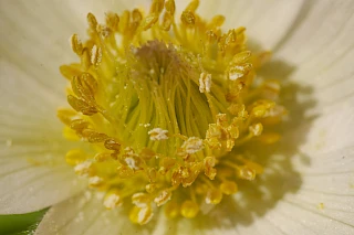 Blüten in Großaufnahme