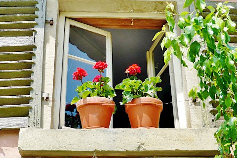 Außenansicht eines geöffneten Fensters mit zwei Topfpflanzen auf dem Fenstersims