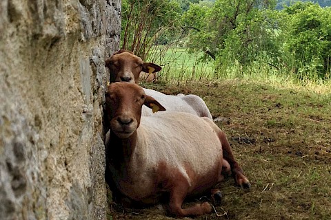Zwei kahlgeschorene braune Schafe lehnen sich erschöpft an einer Mauer