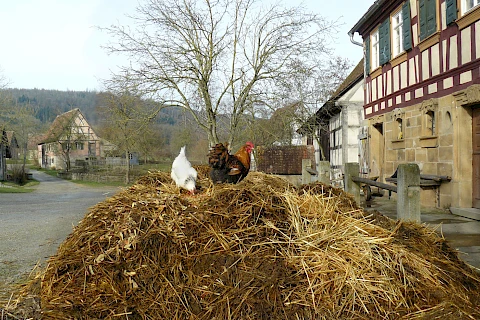 Ein Hahn und eine Henne auf einem Heuhaufen