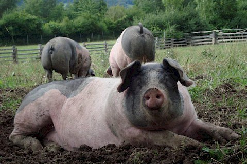 Drei Schwäbisch-Hällische Landschweine, zwei von hinten, im Vordergrund ein Schwein, welches im Schlamm liegt und den Betrachter anblickt.