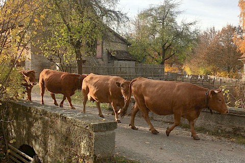 Brown cows walking over a stonebridge