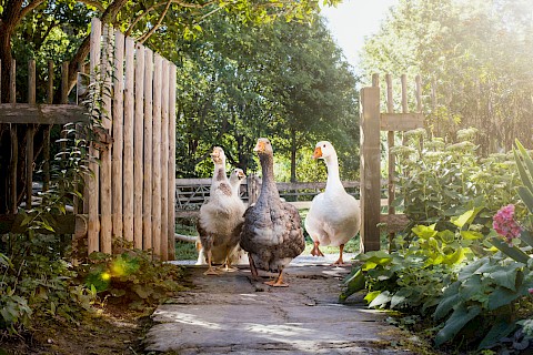 Three geese walking into a garden