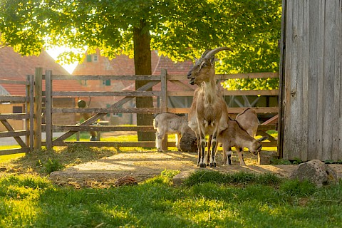 Goats in their enclosure, one looks directly into the camera