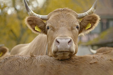 Cow staring directly into the camera while resting it´s head on another cows back