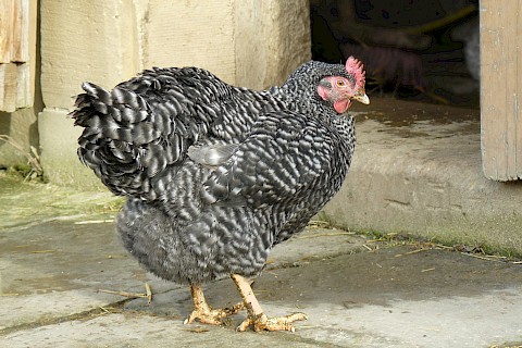 A black and white chicken