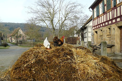A chicken and a rooster on a manure heap
