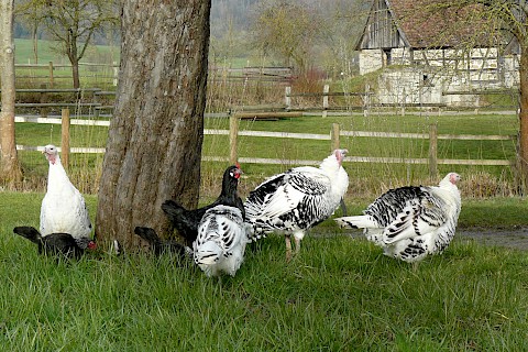 Turkeys an chicken on the meadow