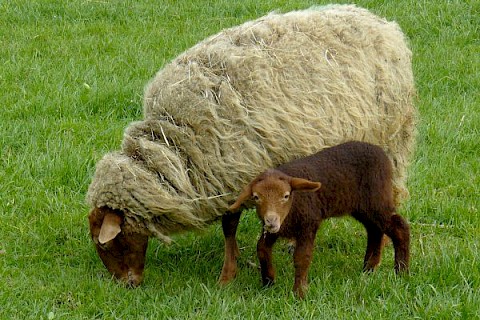 White mothersheep and brown lamb on the meadow