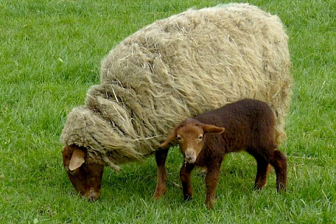 Sheep