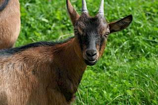 Eine dunkle kleine Ziege guckt in die Kamera, Gras im Hintergrund