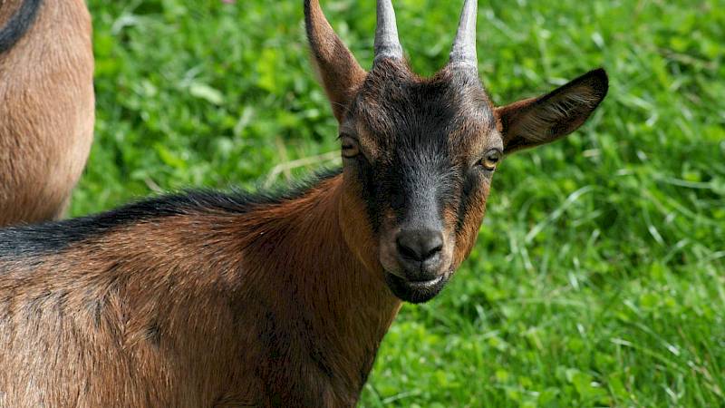 Eine dunkle kleine Ziege guckt in die Kamera, Gras im Hintergrund